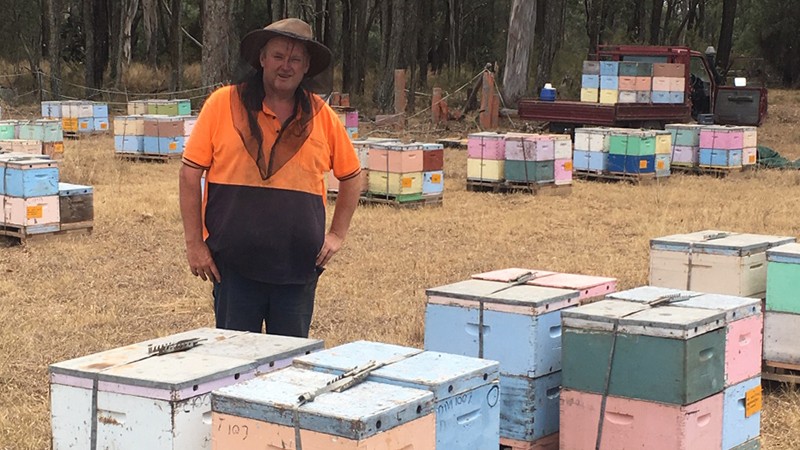 Beekeepers stung by drought and bushfires