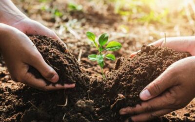 Planting out The Shire