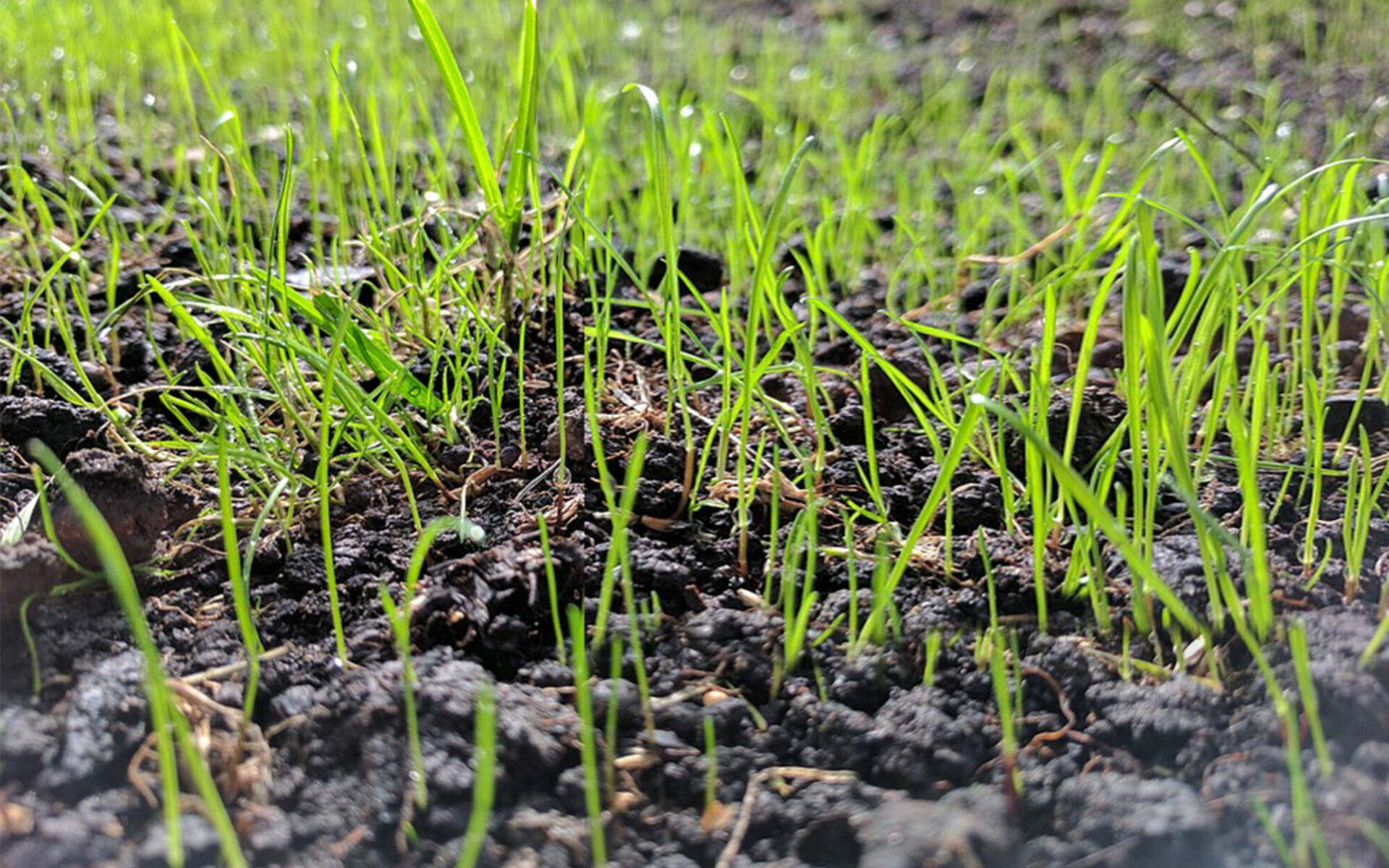 Grass Seeding